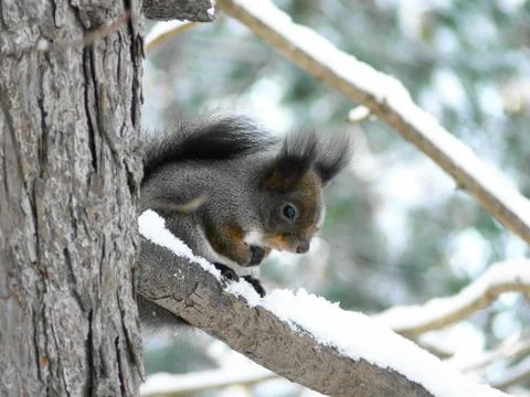 Winter on Sakhalin Stock Photos