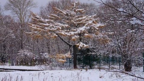 Winter on Sakhalin Stock Photos