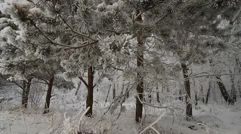 Winter scene 10 Video stock 10570612
