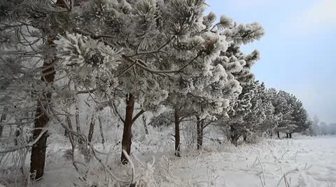 Winter scene 11 Stock Footage 10570587