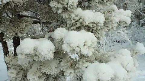 Winter scene 12 Stock-Footage 10578192