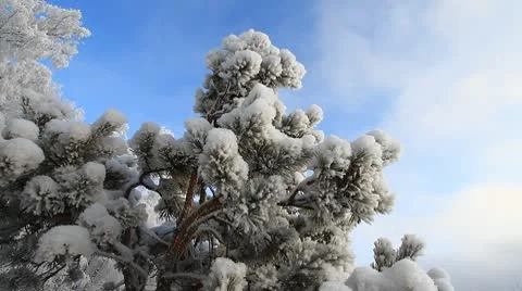 Winter scene 20 Stock-Footage 10578188