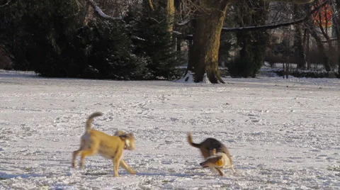 Winter Scene 22 Stock Footage 1061848