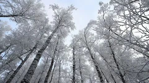 Winter scene 23 Video stock 10578219