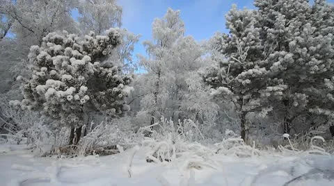 Winter scene 4 Stock Footage 10570571