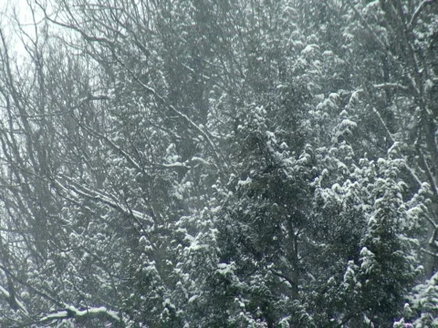Winter Scene 480 Stock Footage 600825
