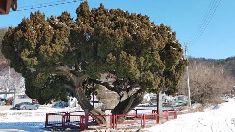 Winter Scene of Ancient Thuja Tree (Hyangnamu) with Snow, Gyeonggi-do, Korea Stock Footage 329829891