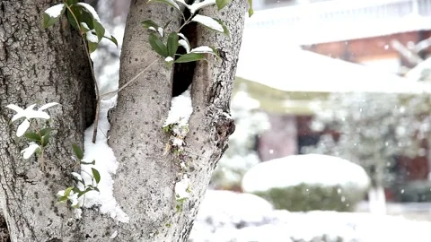 Winter scene background snow camera focus Stock-Footage 334658530