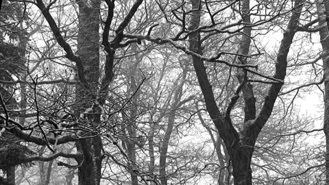 Winter scene background snow camera focus Stock-Footage 334658595