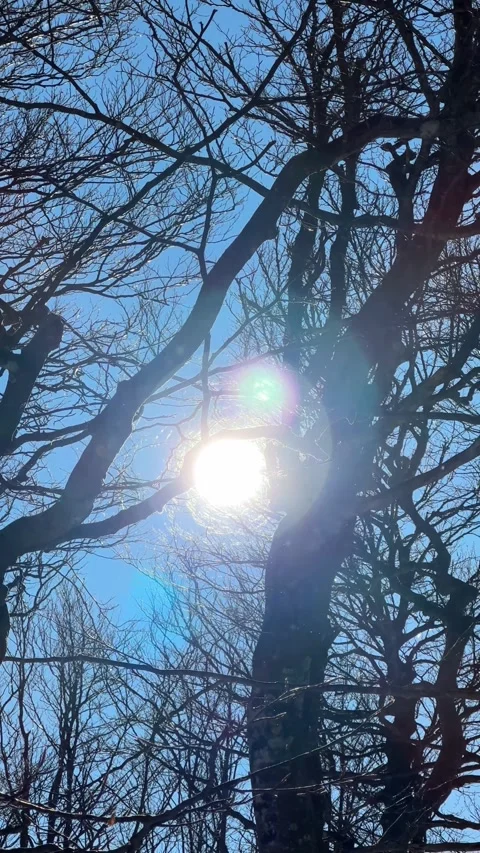 Winter Scene with Bare Branches, Blue Sky, and Snowflakes in Backlight Stock-Footage 293954971