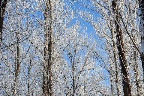 Winter scene with bare tree branches covered in hoarfrost against a clear b.. Stock Photos