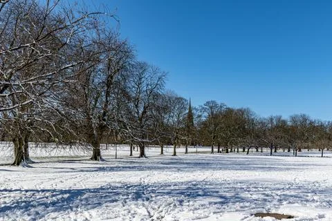 Winter scene with bare trees and snow-covered ground under a clear blue sky.. Stock Photos