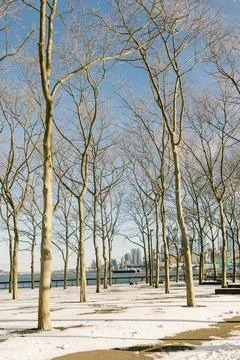 Winter scene with bare trees lining a snowy waterfront park in a city under a Stock Photos