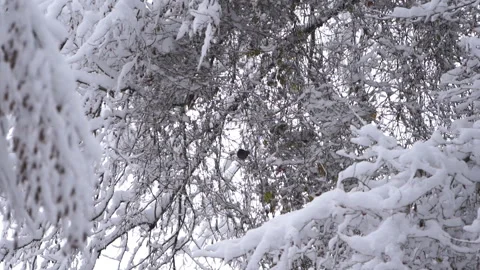 Winter Scene with Bird Flying Between Snowy Branches 動画素材 315898813