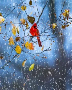 Winter scene Cardinal Stock Photos