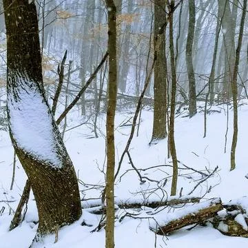 Winter Scene in Deciduous Forest 库存照片