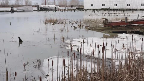 Winter Scene at the Dock with Snow, Ice, and Waterbirds Stock Footage 271198247