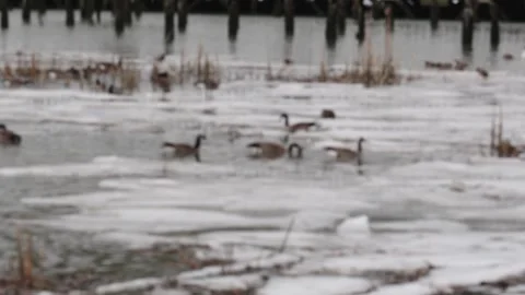 Winter Scene with Ducks on Melting River Ice Stock Footage 271197592