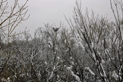 Winter Scene with eagles nest Stock Photos