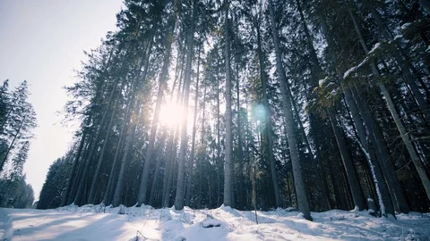 Winter Scene, Evergreen Pine Forest At Sunset Stock Footage 87087156