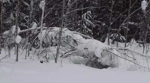 Winter scene. Fallen tree. Snow. Winter forest. Winter. Vidéo 60955501
