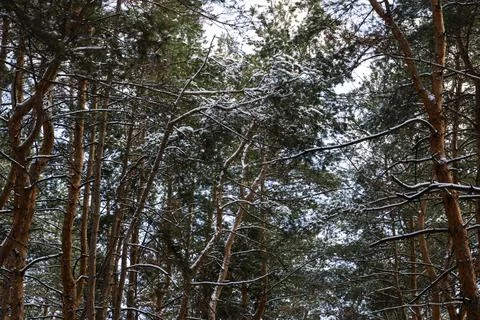 Winter scene featuring a dense forest of towering pine trees covered in fre.. Stock Photos