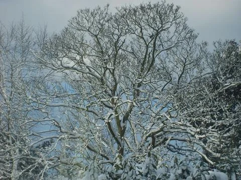 Winter scene featuring a large, bare tree covered in snow Stock Photos