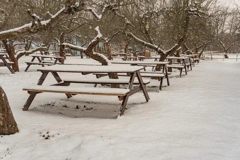 Winter scene featuring multiple snow-covered benches aligned along a pathway, Stock Photos