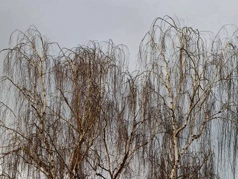 Winter scene featuring pale bark and tangled limbs. Monochrome study of bar.. Foto stock