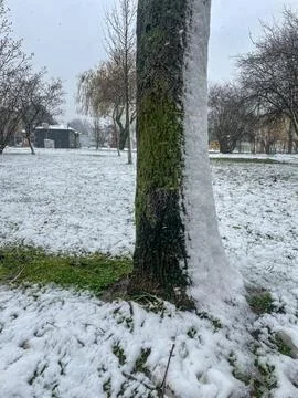 A winter scene featuring a tree trunk covered by a vertical layer of snow in 写真素材