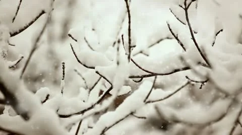 Winter scene Stock Footage 21022911