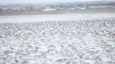 Winter scene Video stock 46023283