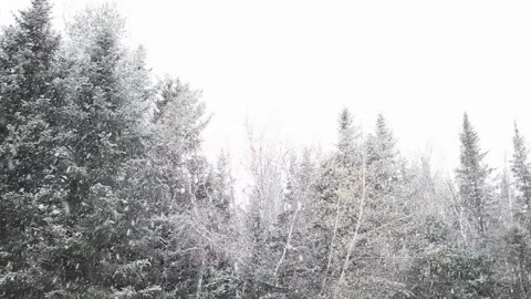 Winter scene of a forest with snow-covered trees and a cloudy sky Stock Footage 255490895