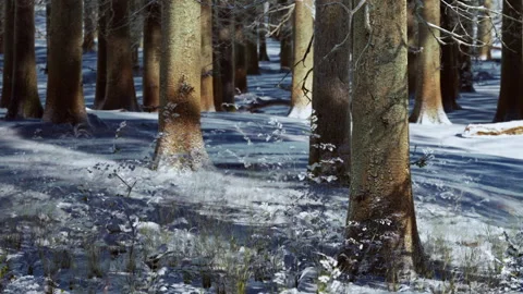 Winter scene in a forest with snow covering the ground and trees Stock Footage 339454560