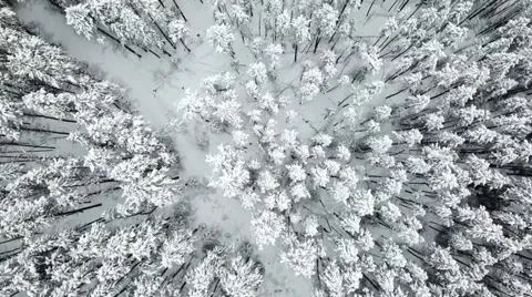 A winter scene with forests, trees covered in snow. Stock Footage 255934942