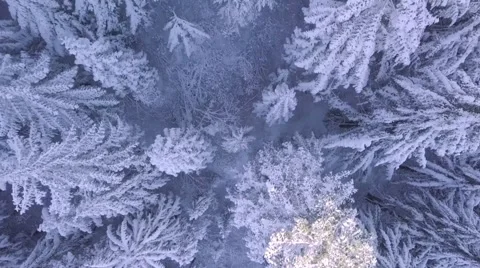 A winter scene with forests, trees covered in snow. Stock Footage 255937935