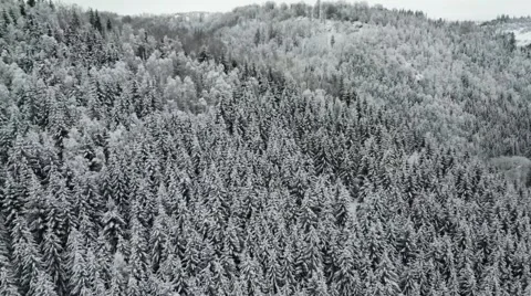 A winter scene with forests, trees covered in snow. Stock Footage 255937993