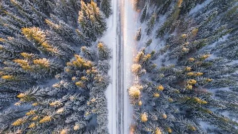 A winter scene with forests, trees covered in snow. Stock Photos