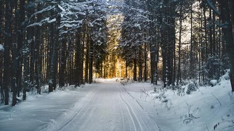 A winter scene with forests, trees covered in snow. Stock Photos
