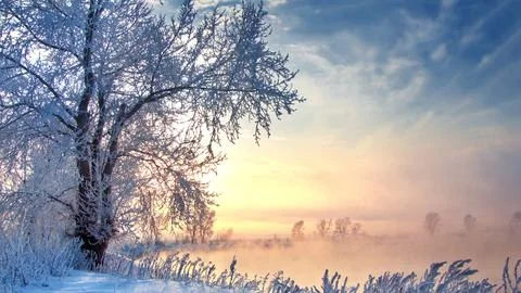 A winter scene with forests, trees covered in snow. Stock Photos