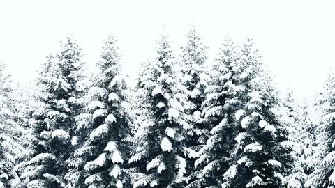 A winter scene with forests, trees covered in snow. Stock Photos