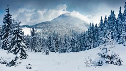 A winter scene with forests, trees covered in snow. Stock Photos