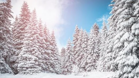 A winter scene with forests, trees covered in snow. Stock Photos