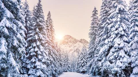 A winter scene with forests, trees covered in snow. Stock Photos