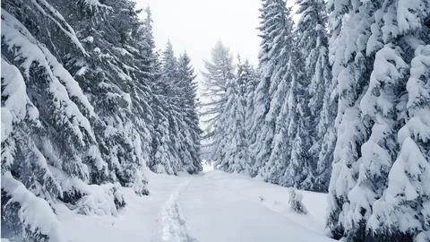 A winter scene with forests, trees covered in snow. Stock Photos