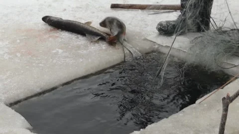 Winter scene of freshly caught fish lying on ice beside a rectangular ice hole Stock Footage 329285574