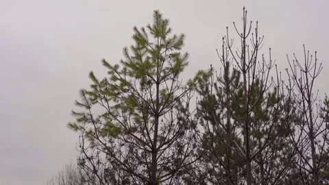 Winter Scene With Green Pine Tree Among Bare Branches Under Gray Sky Stock Footage 347720739