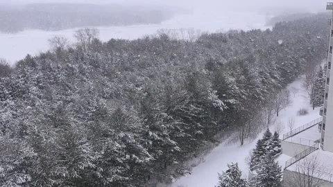 Winter Scene Green Pine Trees with White Snow Falling Real Time Motion Stock-Footage 145875552