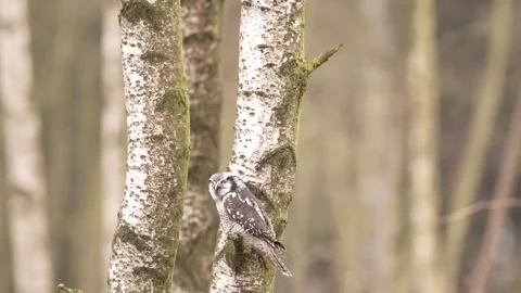 Winter scene with hawk owl, birch tree. Hawk Owl in nature forest habitat, white Stock Footage 300768866