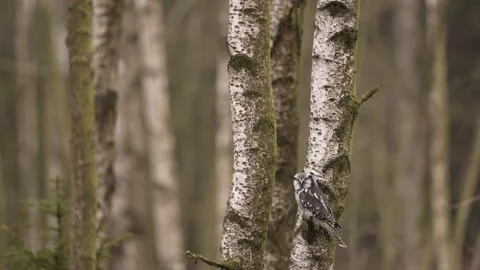 Winter scene with hawk owl, birch tree. Hawk Owl in nature forest habitat, white Stock Footage 300768939